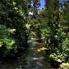 Waldstück HDR