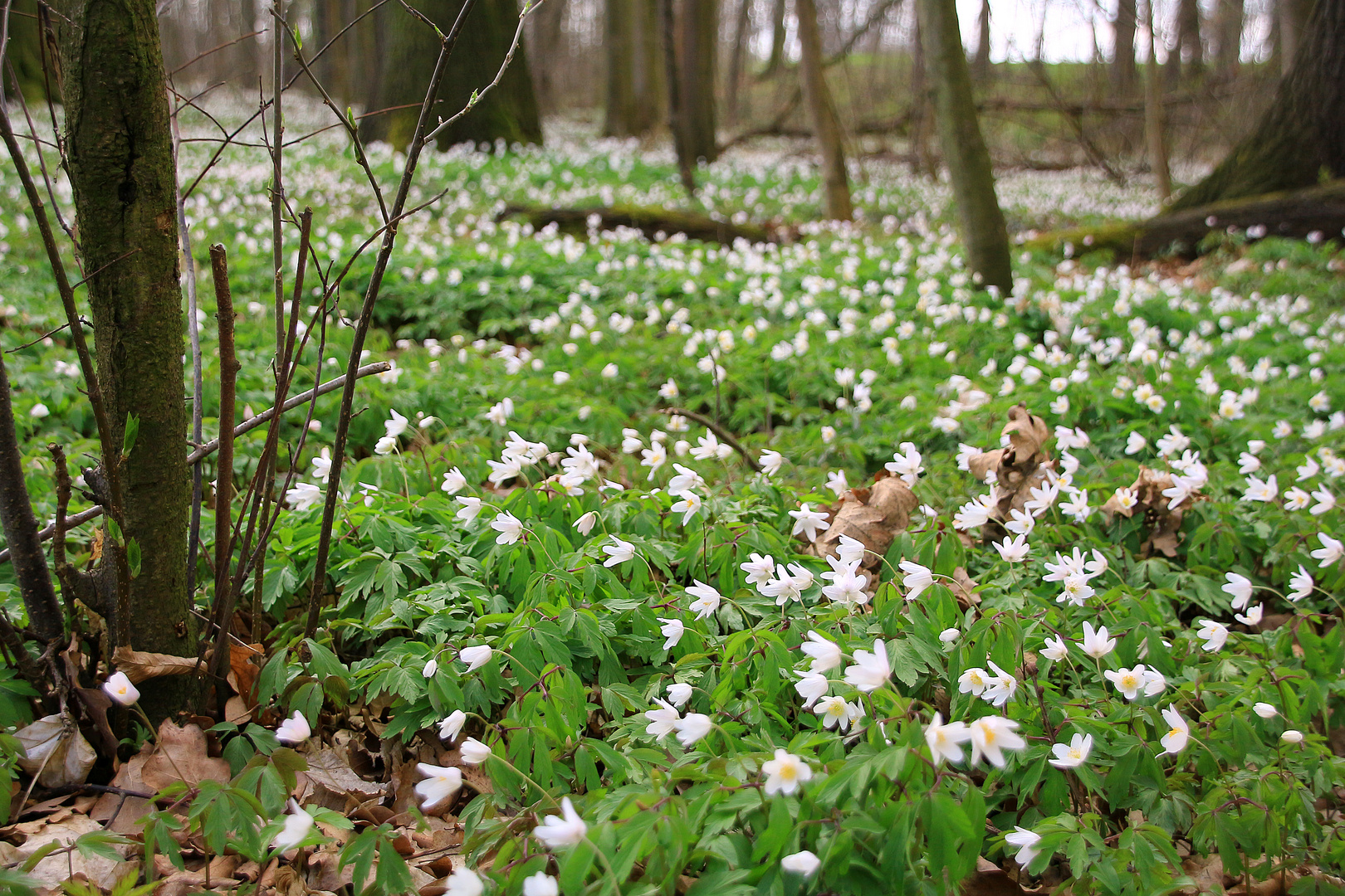 Waldstück im Muldental