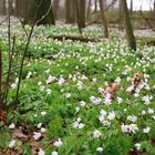 Waldstück im Muldental