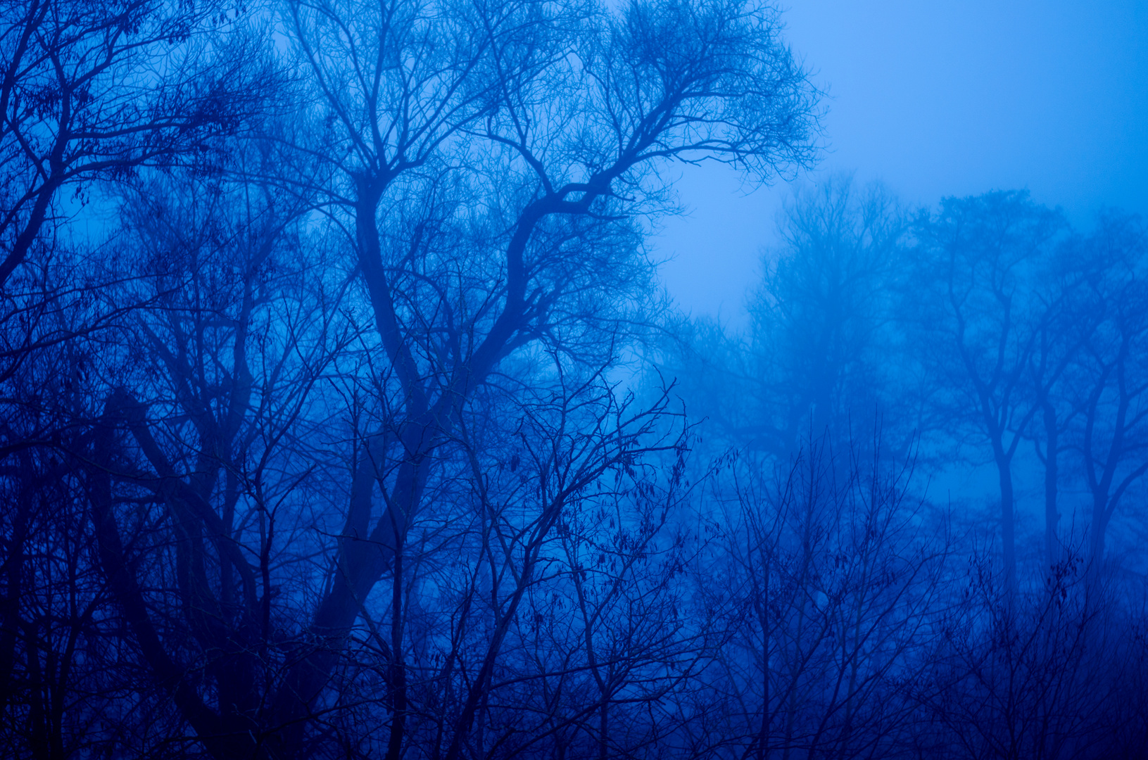 Waldstück im Nebel