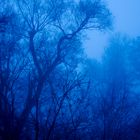 Waldstück im Nebel