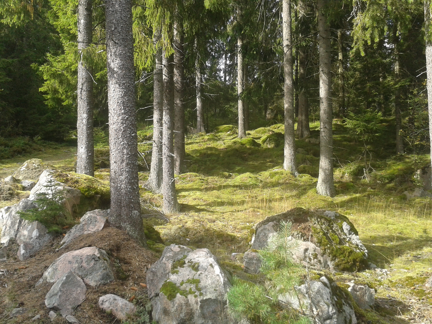 Waldstück in der Nähe von Ulricehamn / Schweden