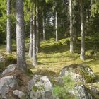 Waldstück in der Nähe von Ulricehamn / Schweden