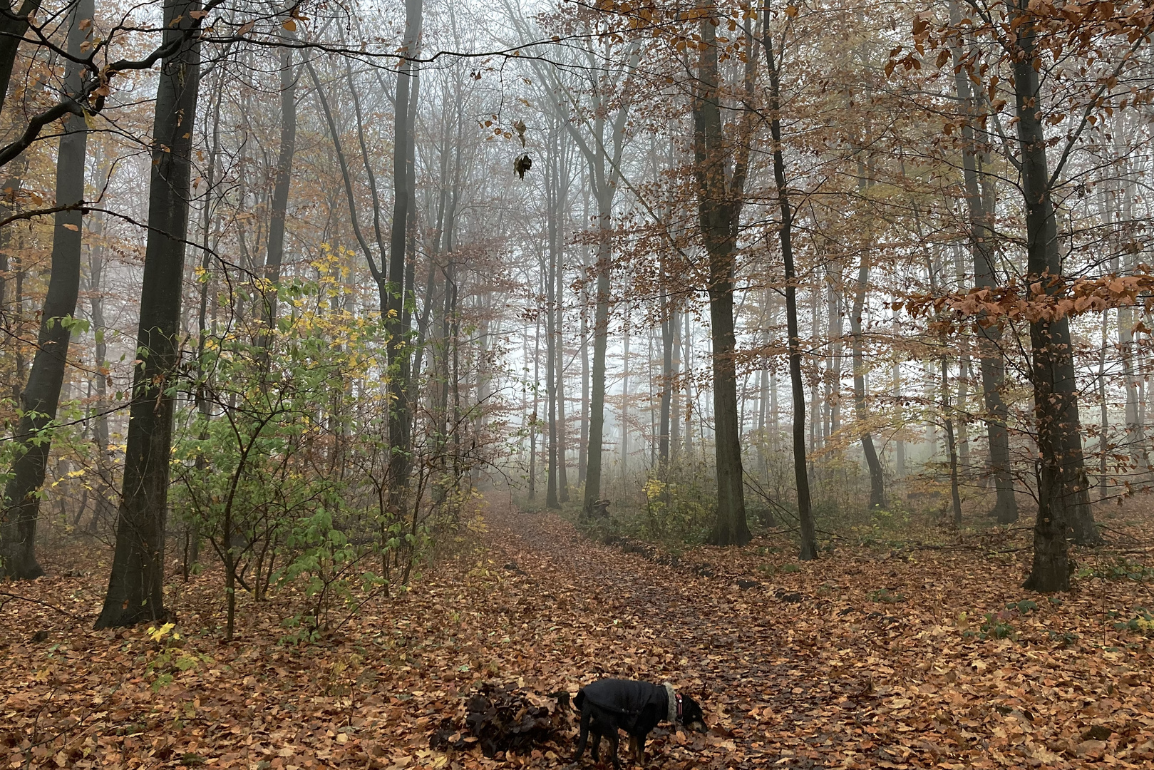 Waldstück mit Herbst an Hund.