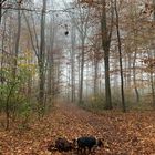Waldstück mit Herbst an Hund.