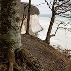 Waldstück mit Kreidefelsen