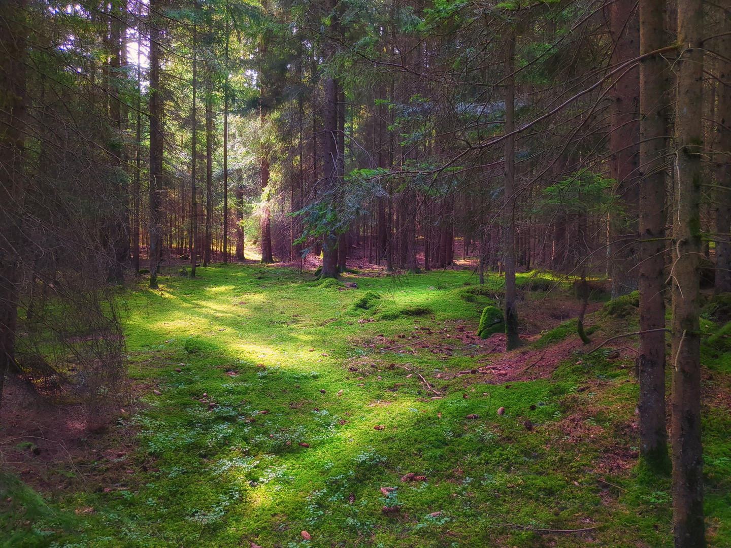 Waldstück mit Lichterteppich