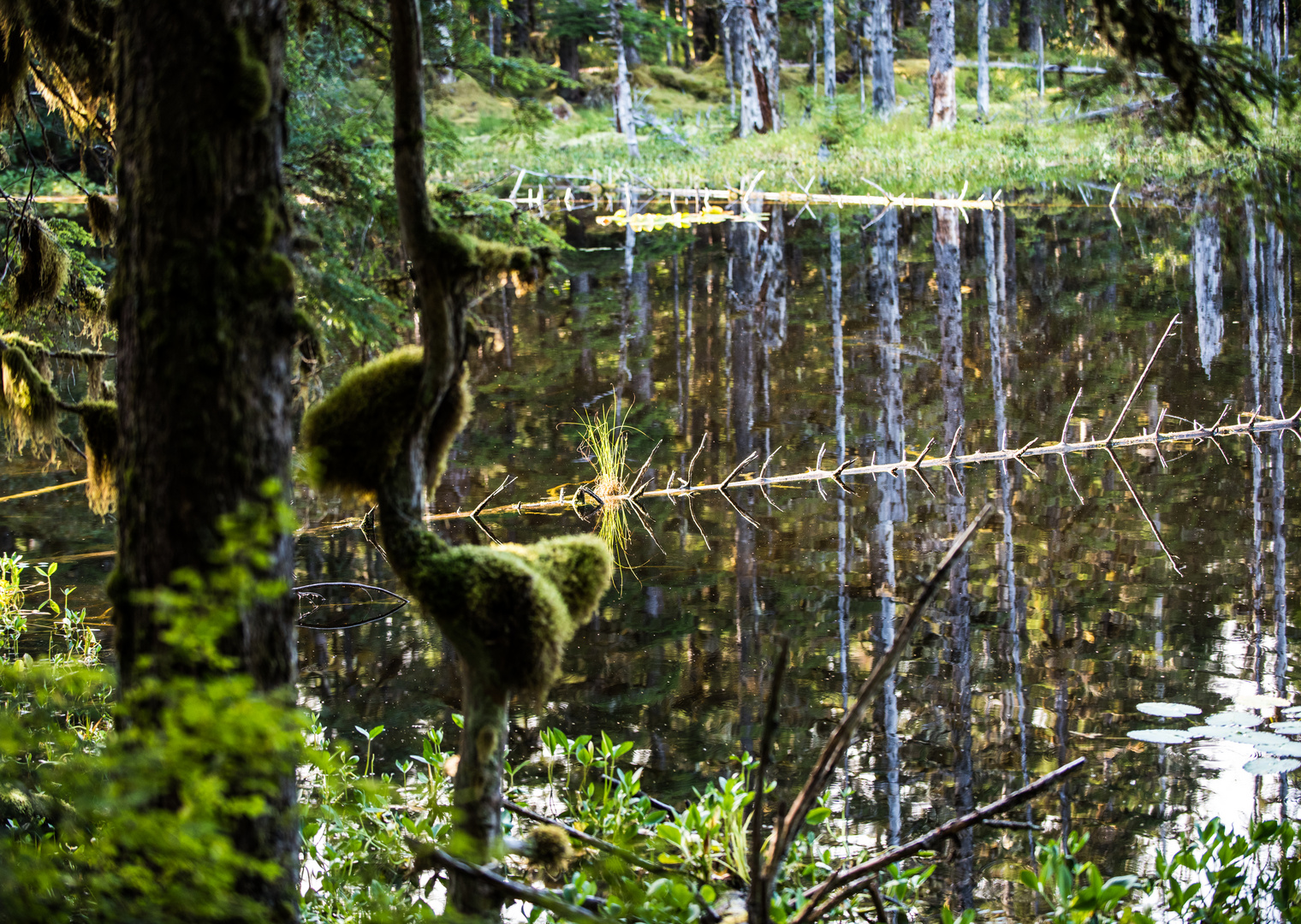 Waldsumpf    DSC_0964-2