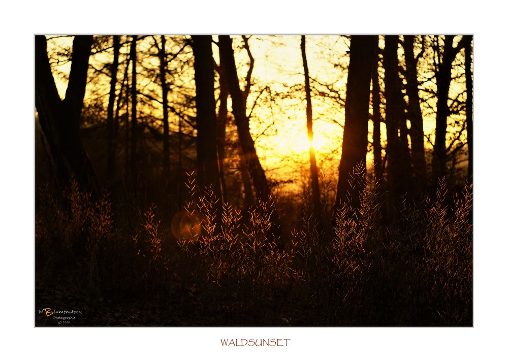 Waldsunset