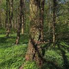 Waldszene im Frühling