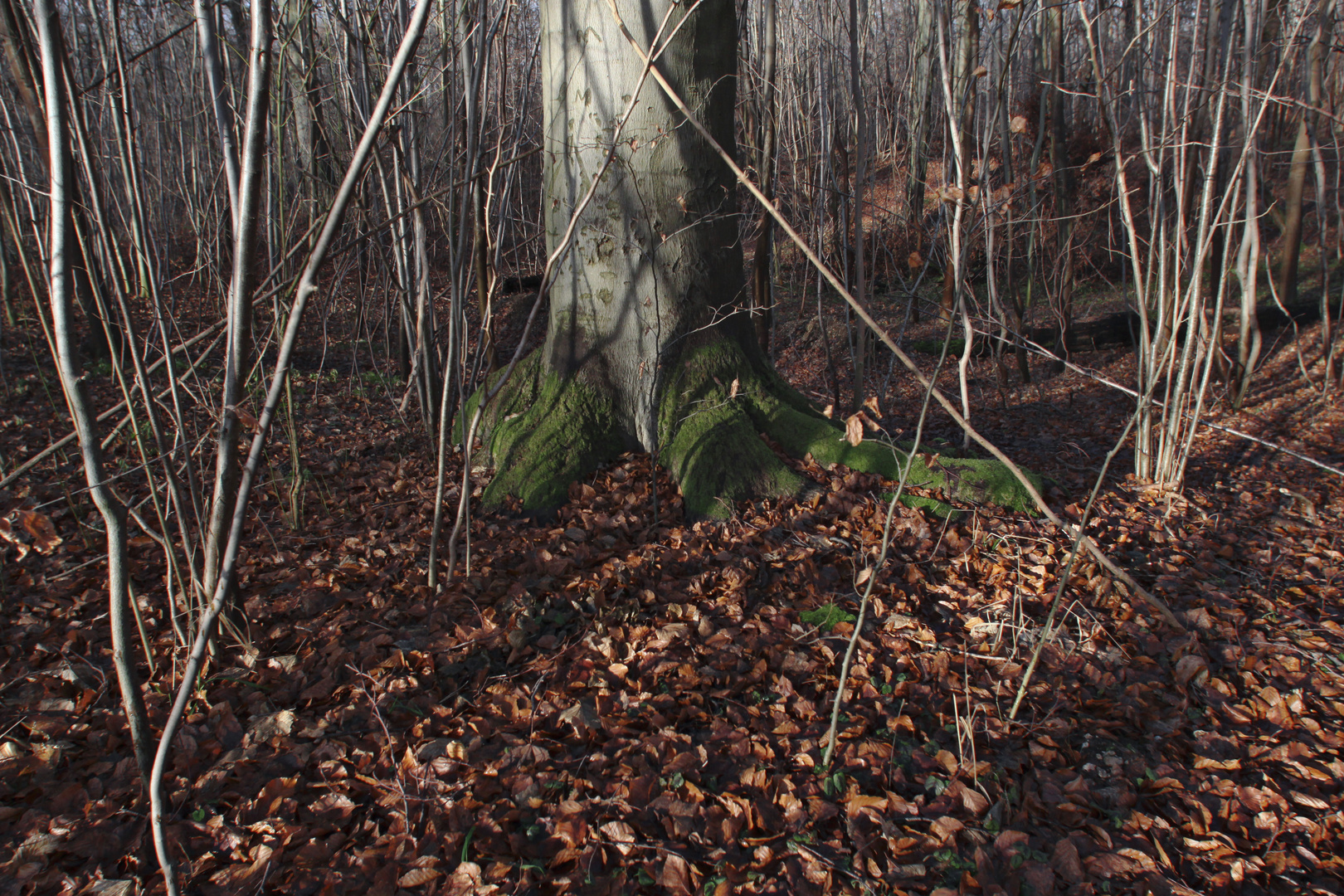 Waldszene im Winter