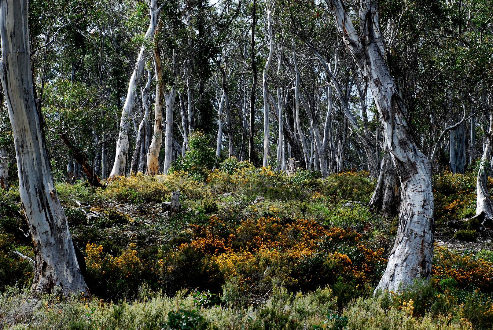 Waldszenerie auf Tasmanien 1