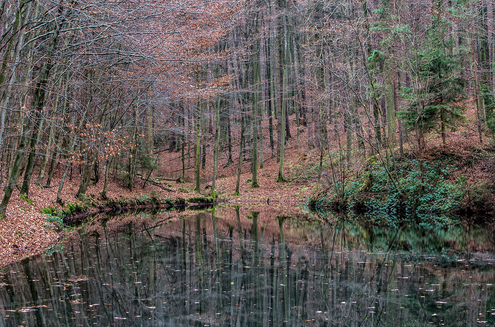 Waldteich