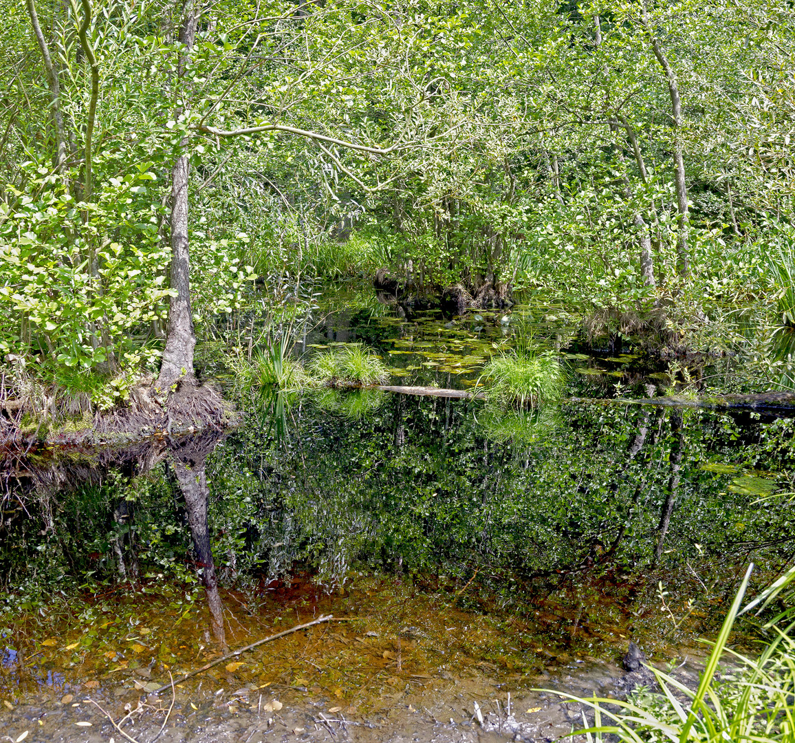 Waldteich