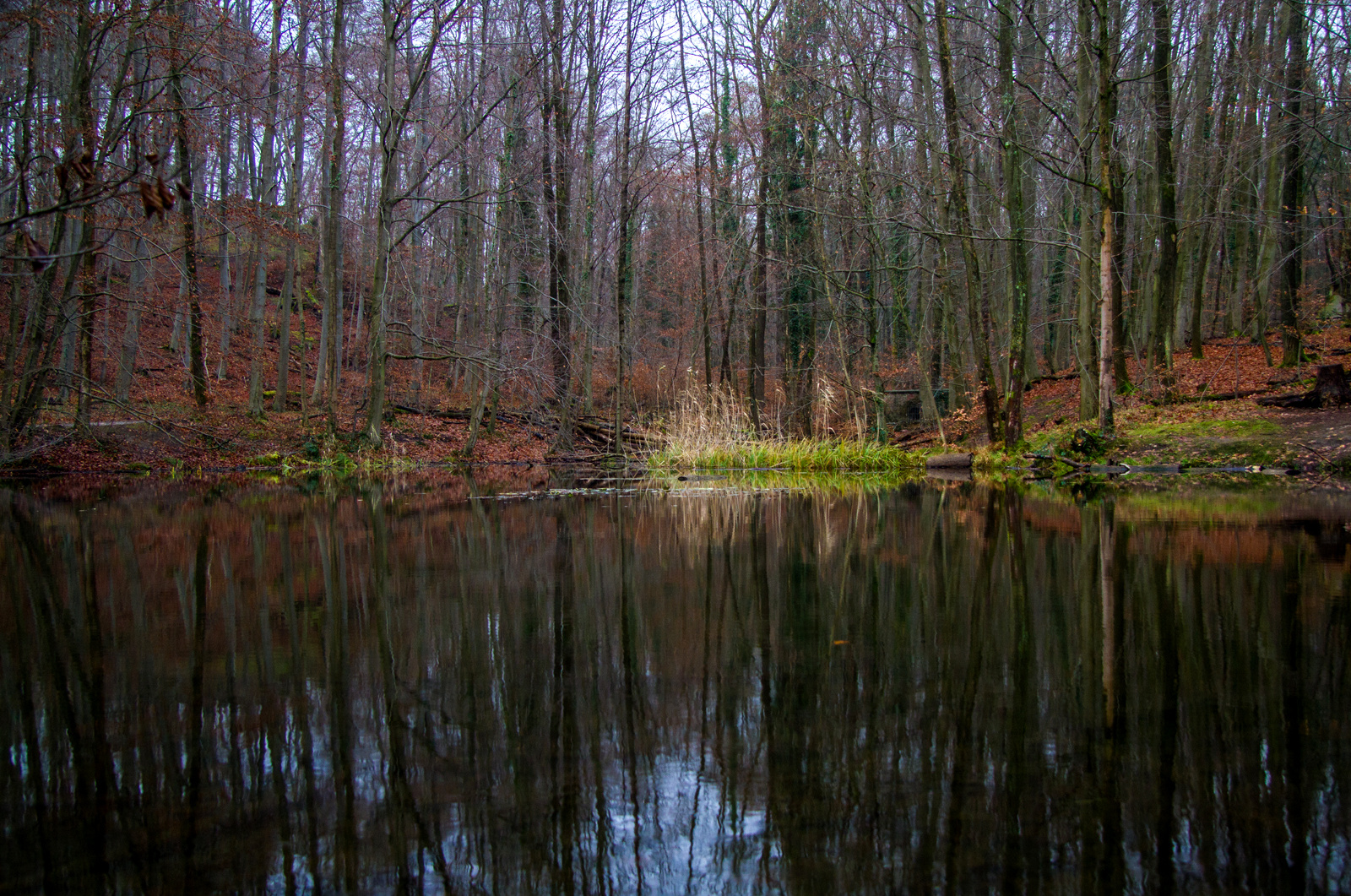 Waldteich