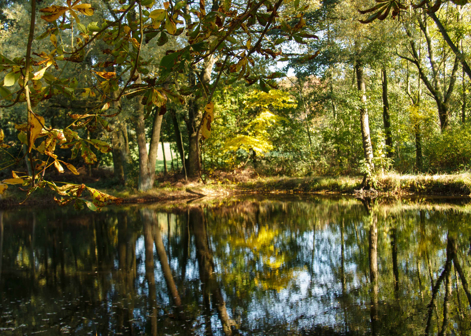 Waldteich Foto & Bild helmstedt und natur , wasser, teich Bilder auf