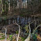 Waldteich