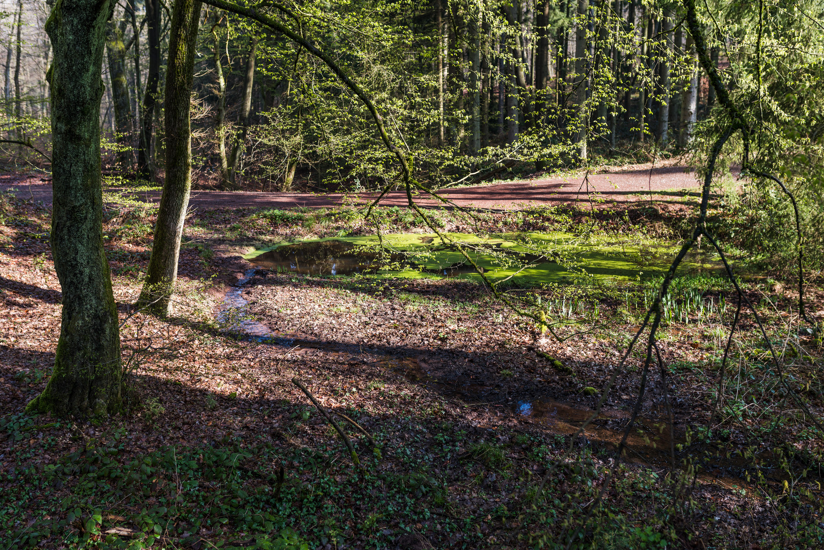 Waldteich im Frühlingsgrün