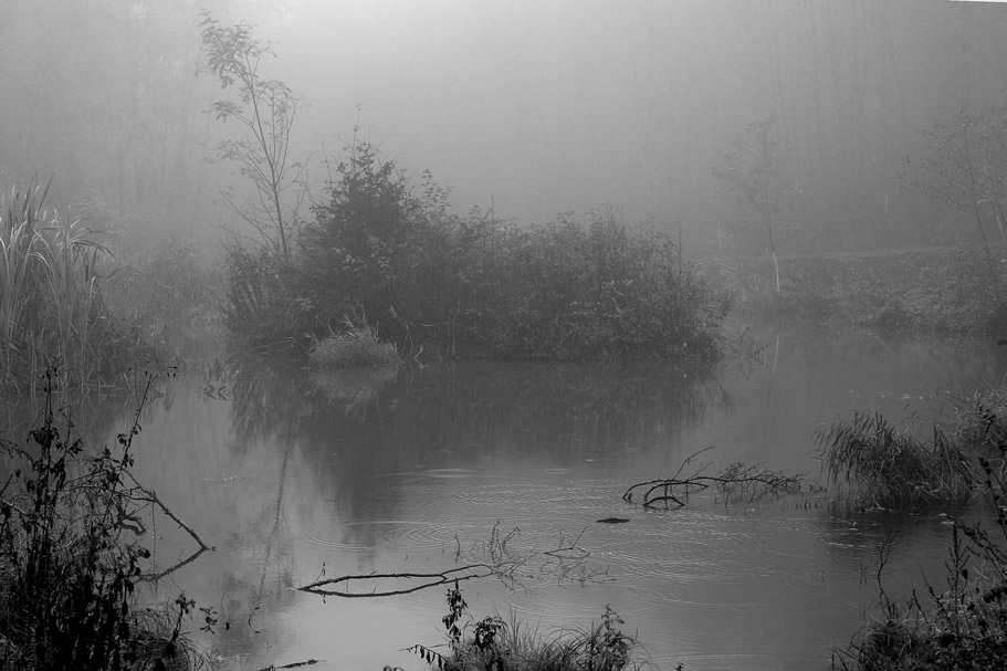 Waldteich im Nebel