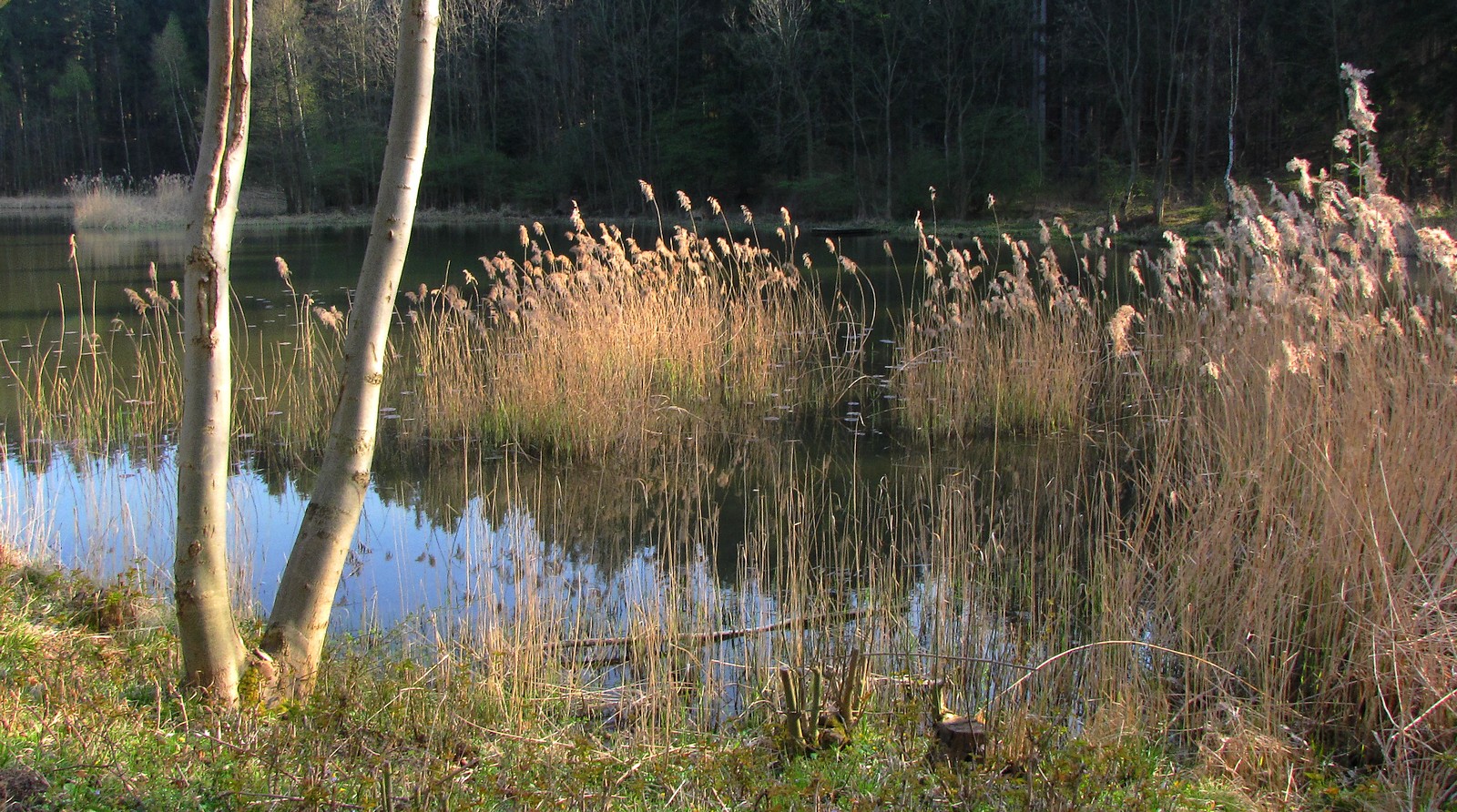 Waldteich im Winter