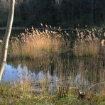 Waldteich im Winter