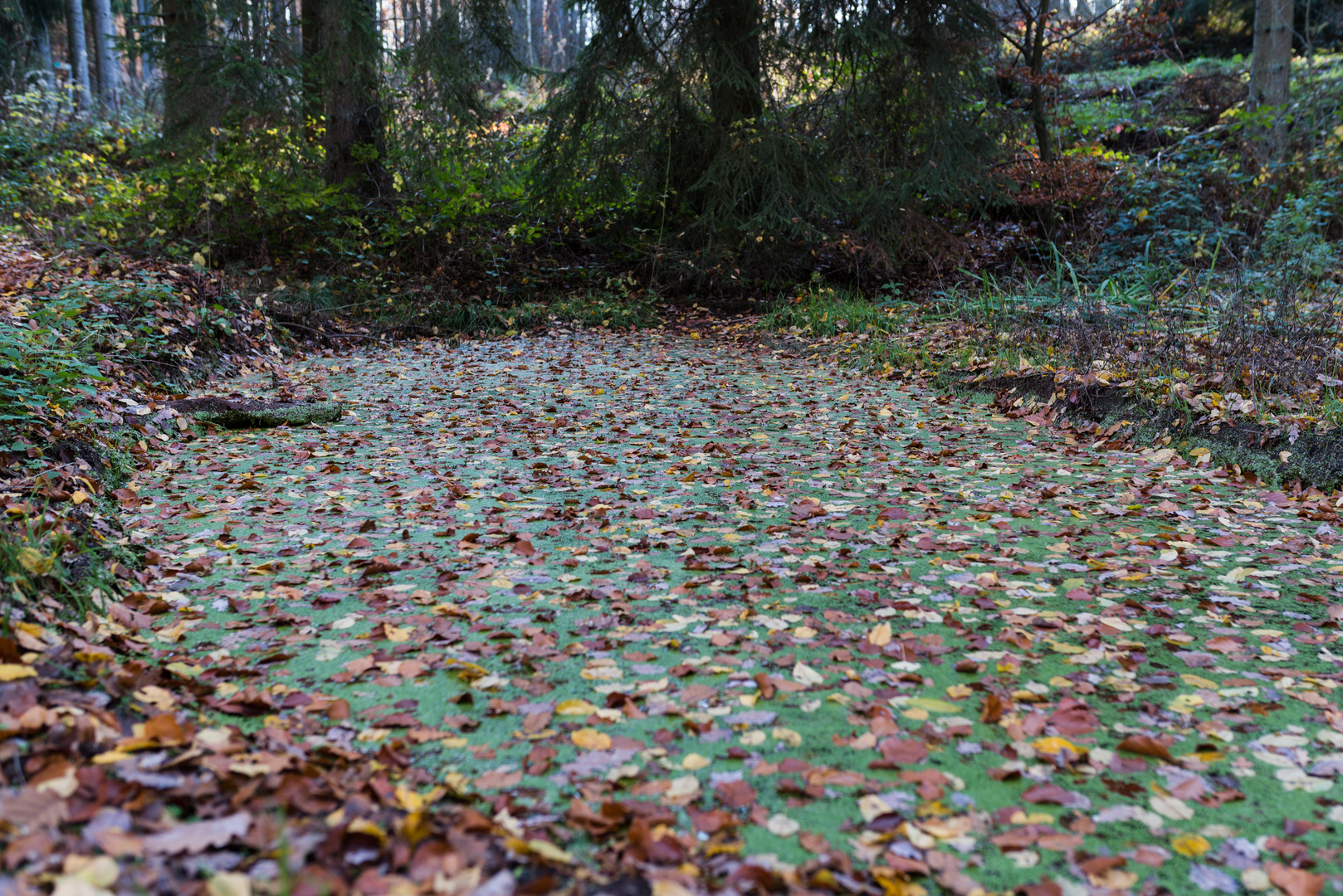 Waldteich mit Herbstlaubteppich