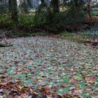 Waldteich mit Herbstlaubteppich