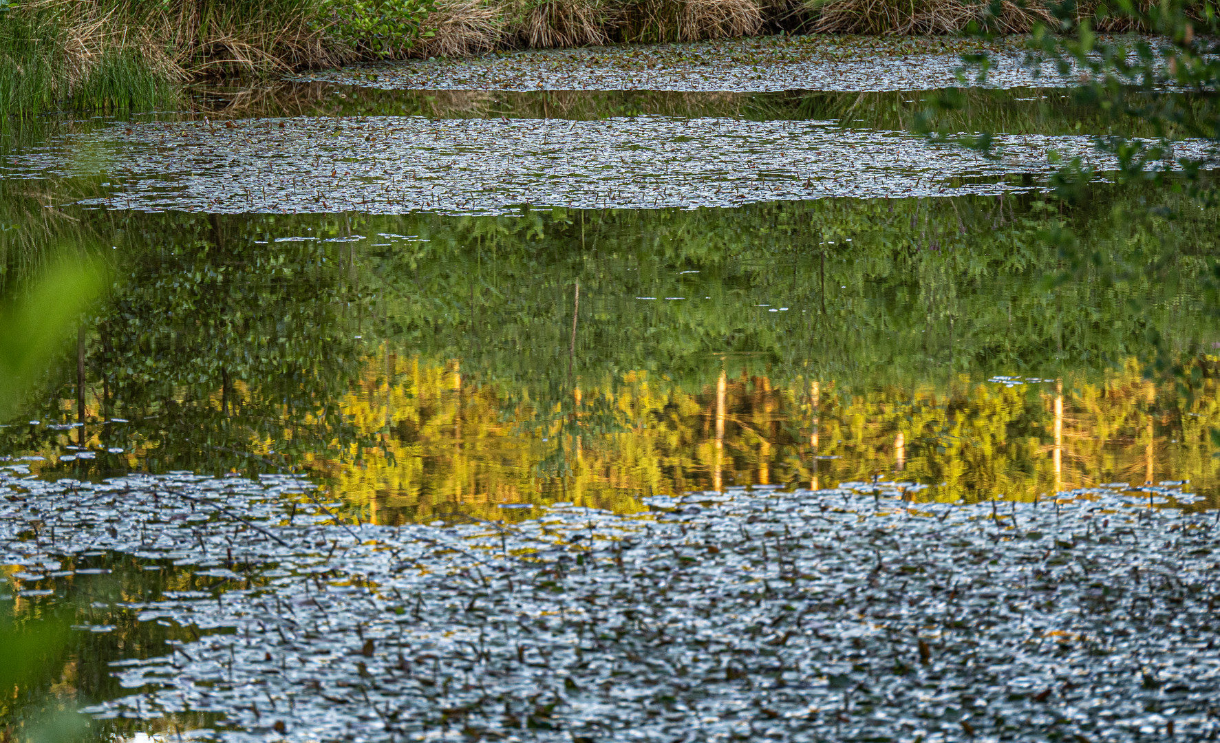 Waldteichspiegelung