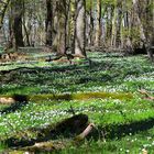 waldteppich im frühling