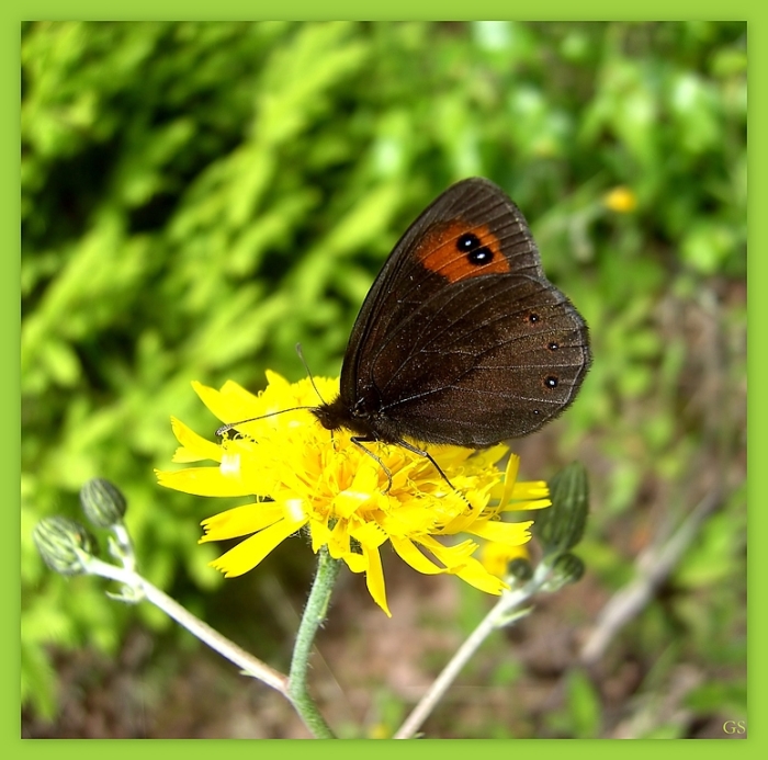 Waldteufel (Erebia aethiops)