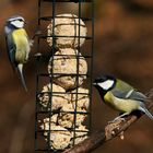 Waldtier-Fütterung für Meisen