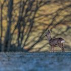 Waldtier mit drei Buchstaben