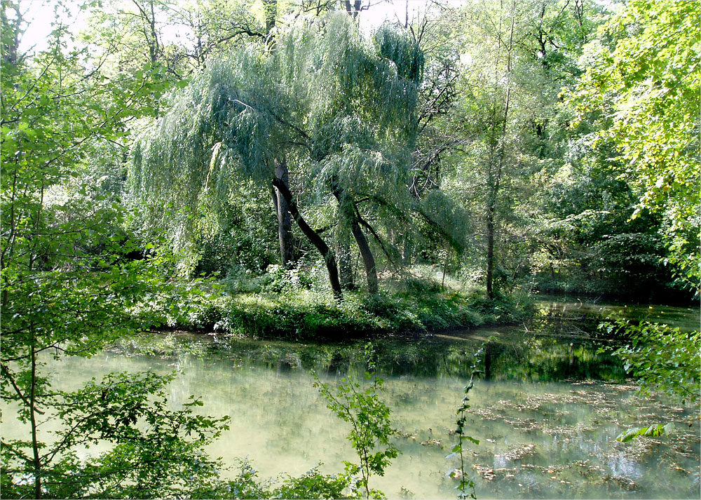 Waldtraum Traumwald