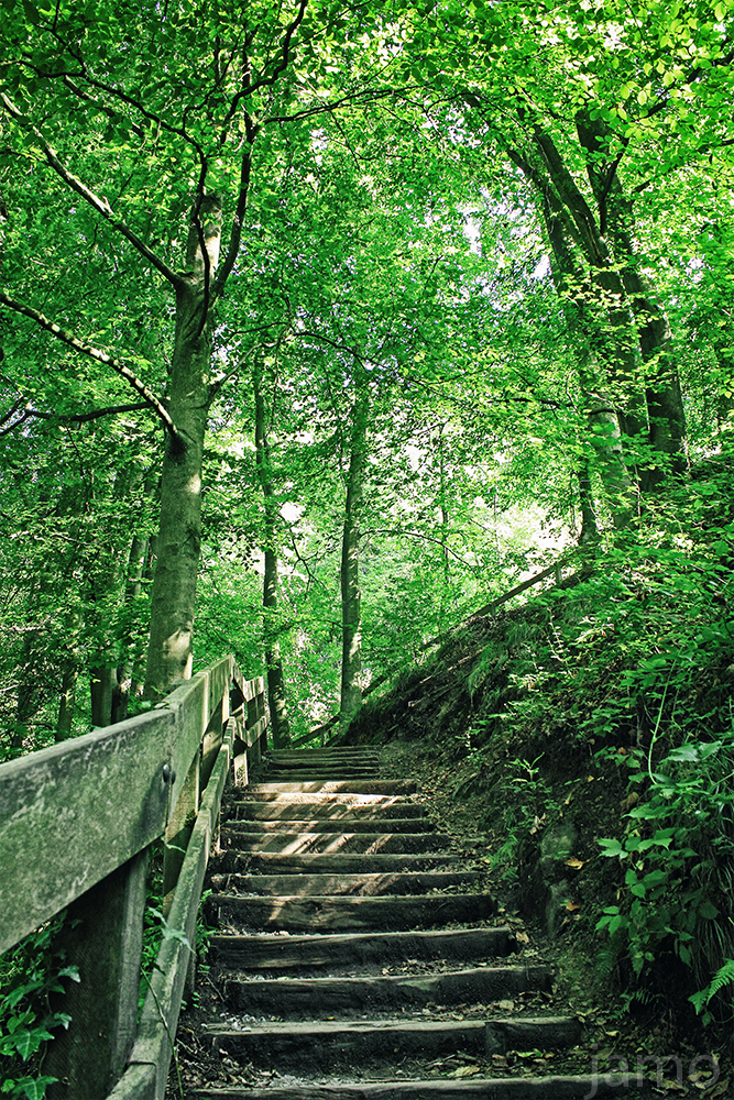 Waldtreppe