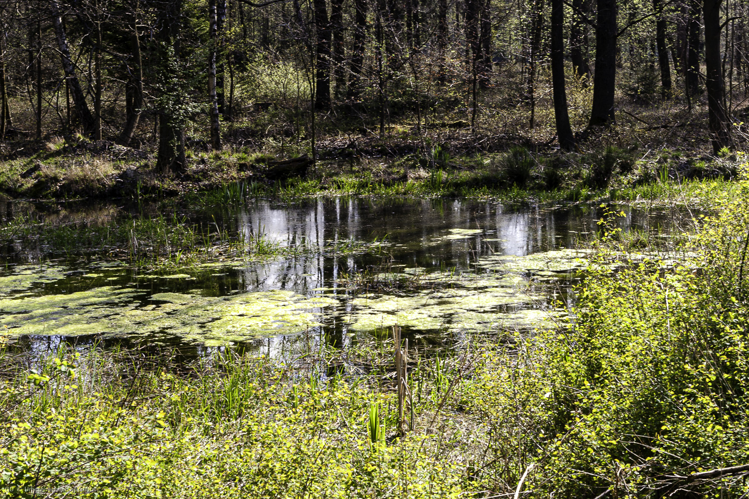 Waldtümpel auf Der Horst