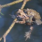 Waldtümpel im Frühling