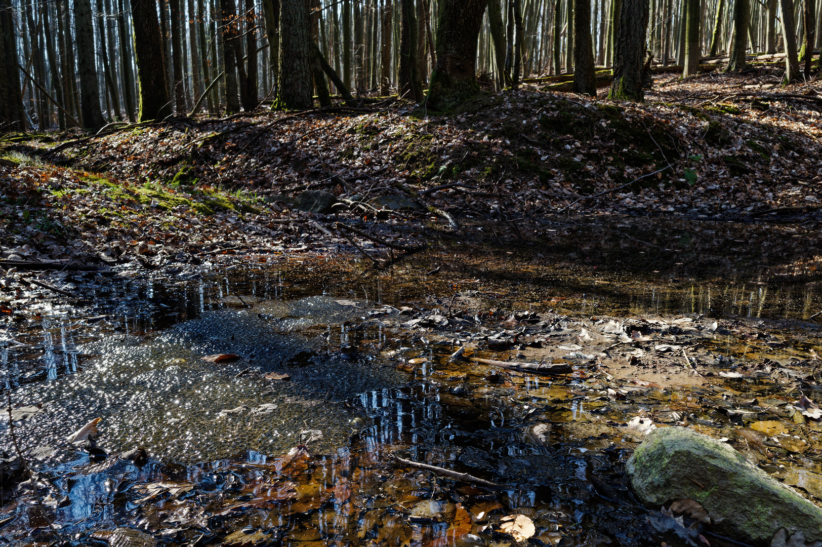 Waldtümpel im Frühlingslicht