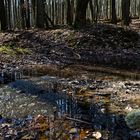 Waldtümpel im Frühlingslicht