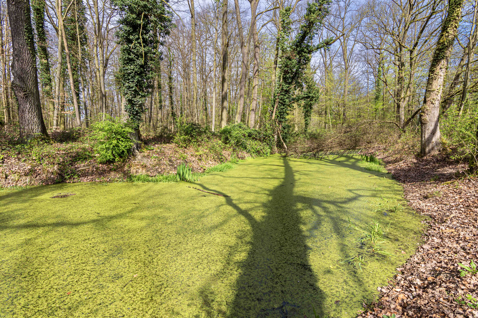 Waldtümpel, Sonne im Rücken