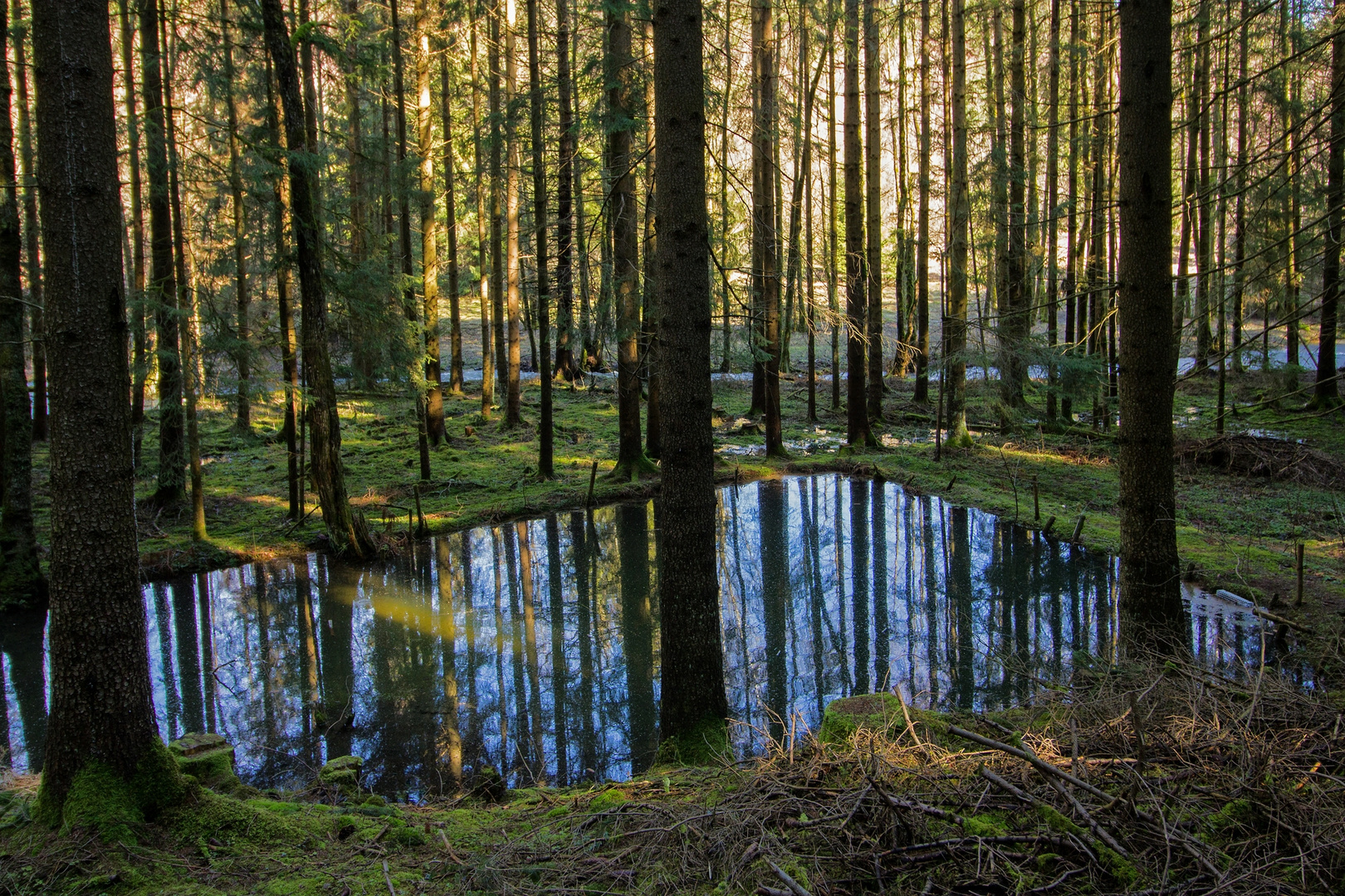 Waldtümpelspiegelung