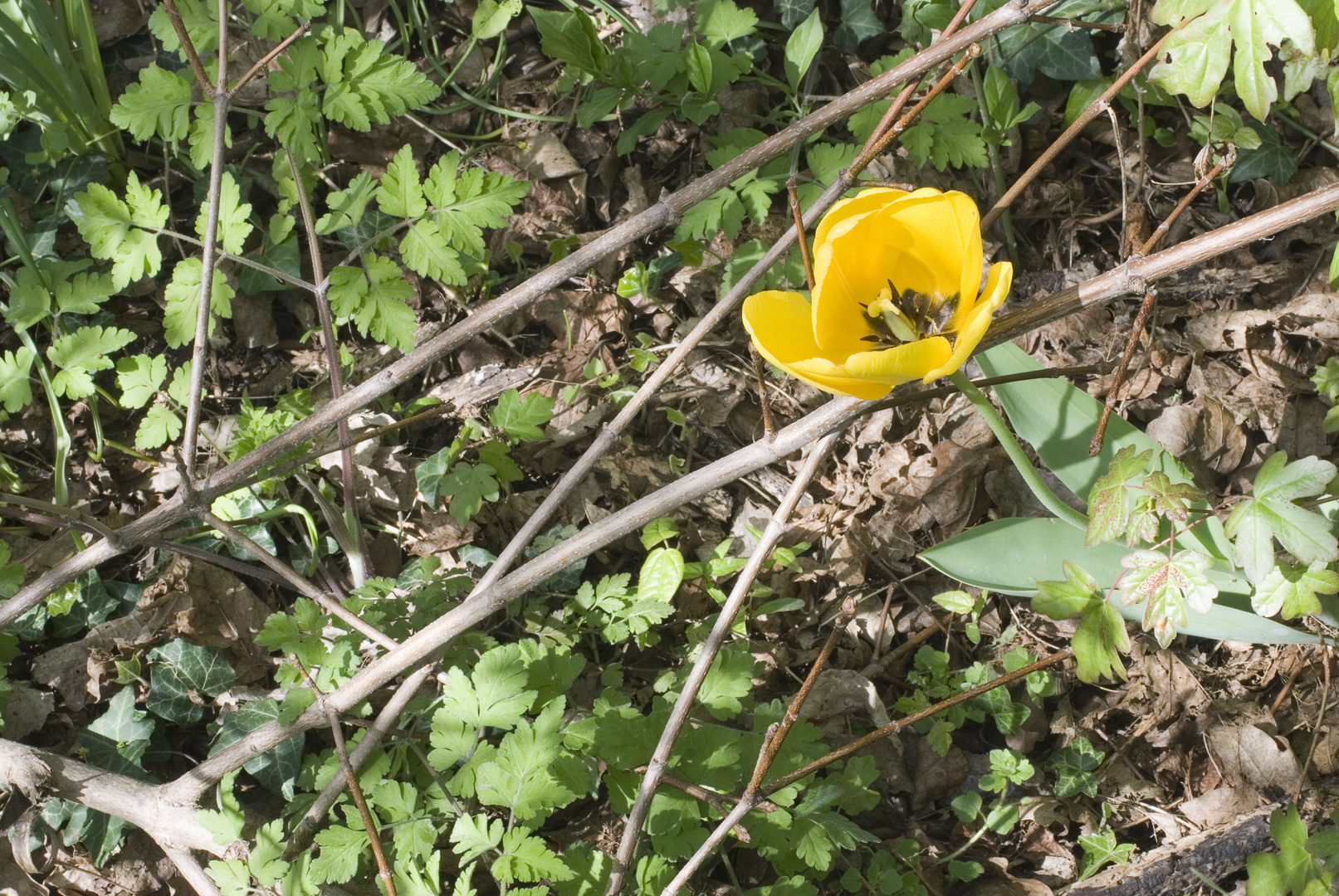 Waldtulpe(Tulipa sylvestris)