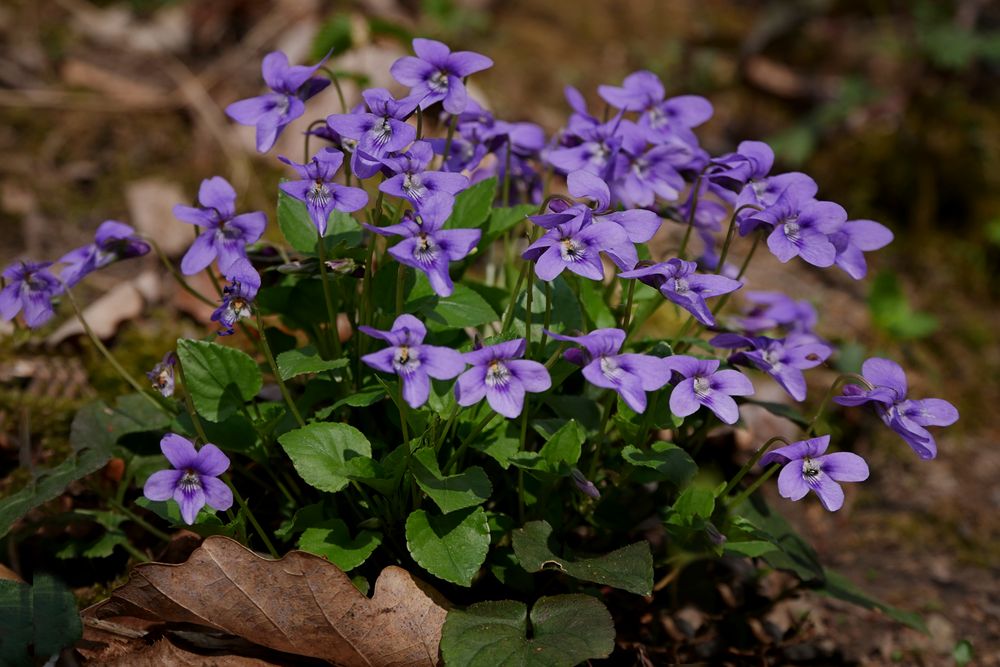 Waldveilchen