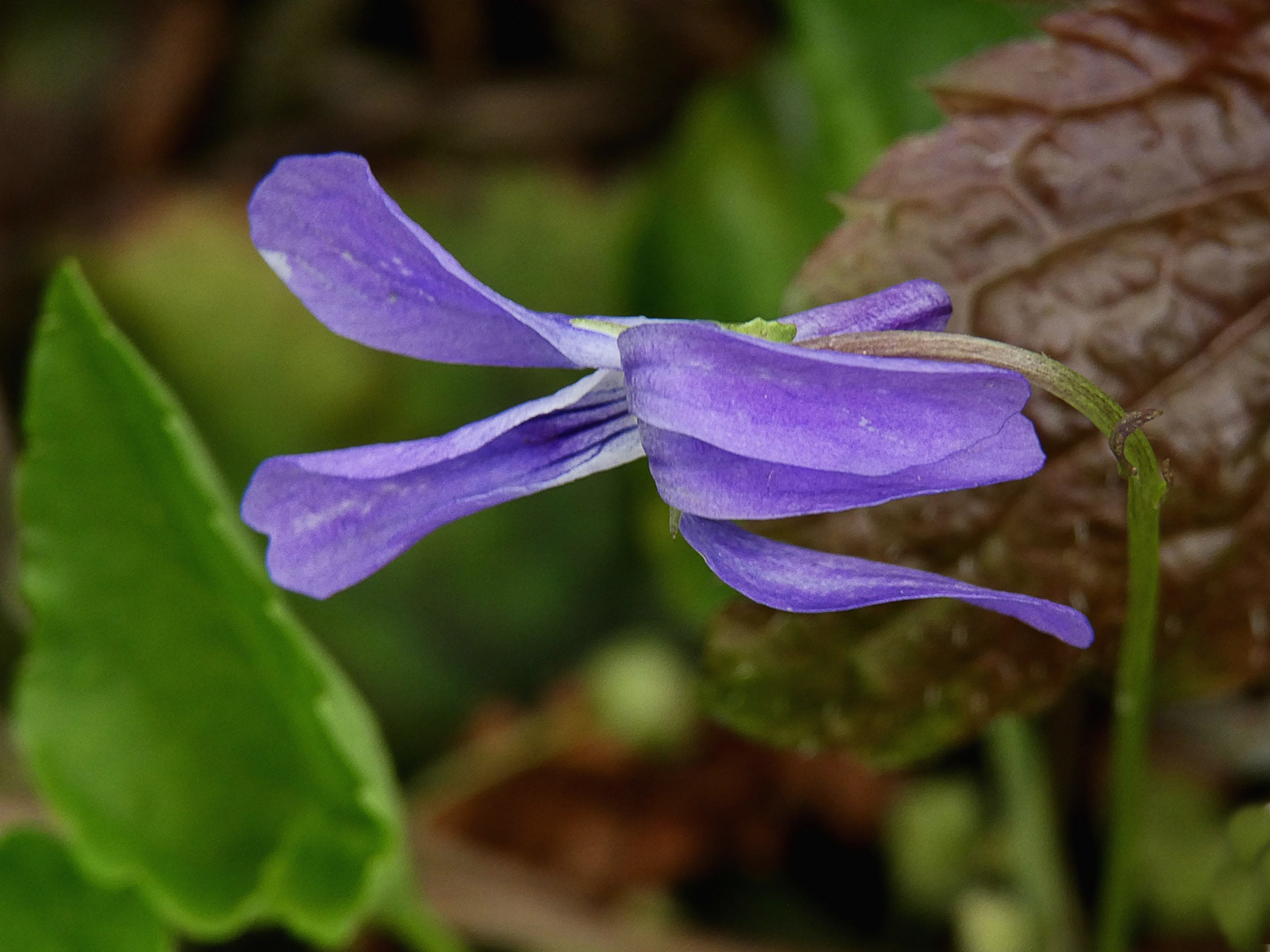 Waldveilchen