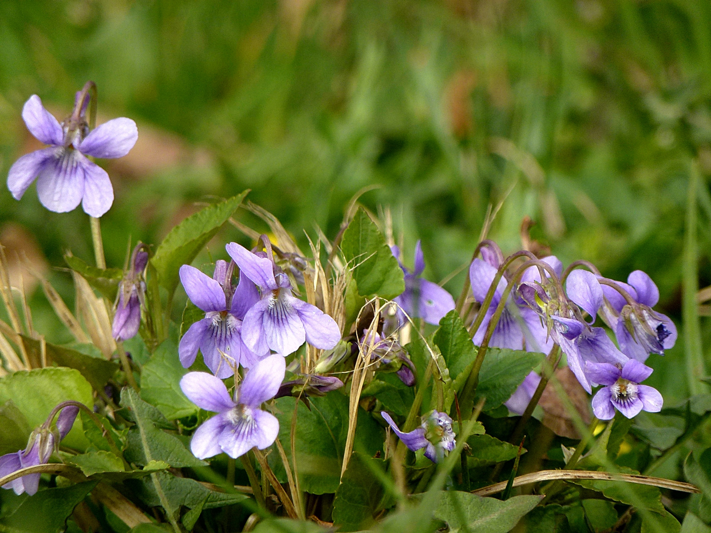 Waldveilchen