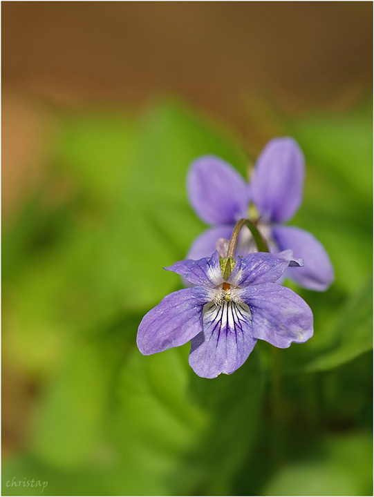 Waldveilchen