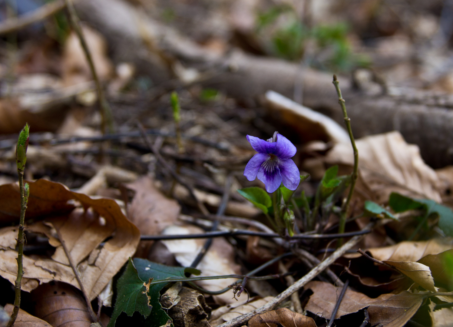 Waldveilchen