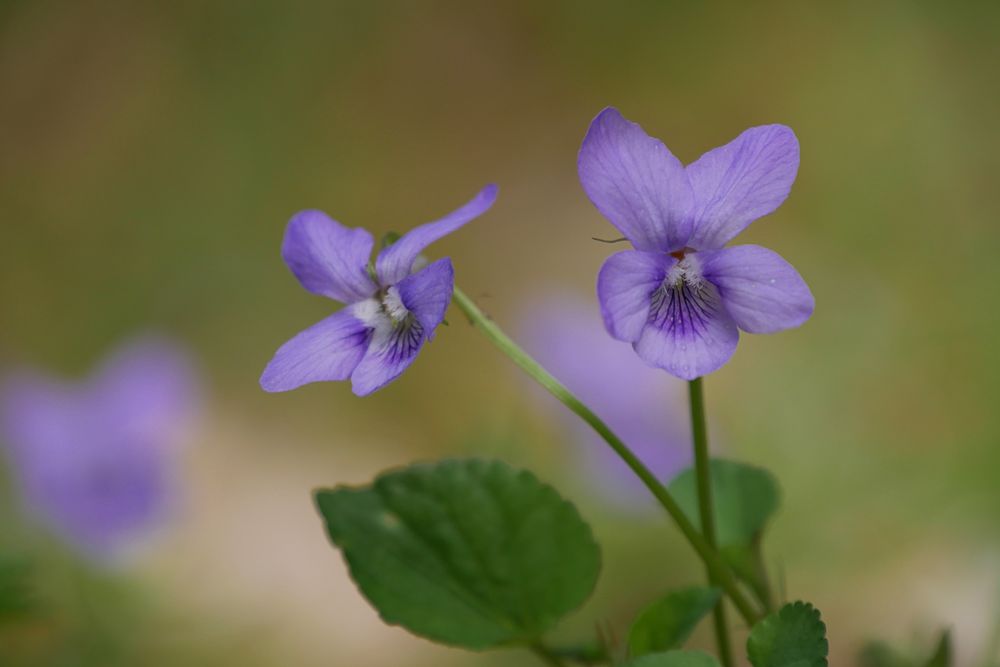 Waldveilchen....