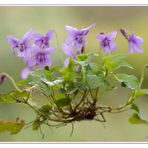 Waldveilchen (Viola reichenbachiana)......