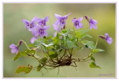 Waldveilchen (Viola reichenbachiana)......