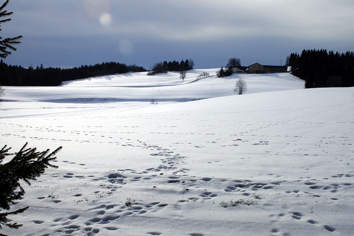 Waldviertel